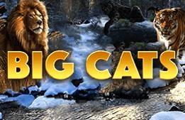 Big-Cats